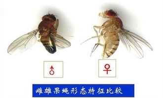 果蝇蛆杀虫剂中，哪种成分对果蝇的消灭效果最为显著？