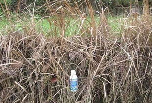 影响草甘膦吸收的因素