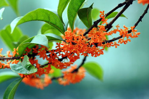 苗木行情，谁说的准？预测这事儿，靠感觉还是算命？