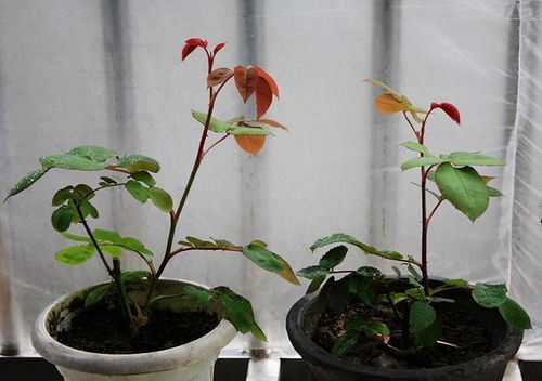 新买时间不长的月季，Zui好先不要压枝促笋，Ke以等一两个月，等开始生长再压枝。