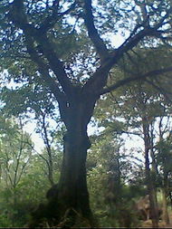 朴树：适应性强的勇士