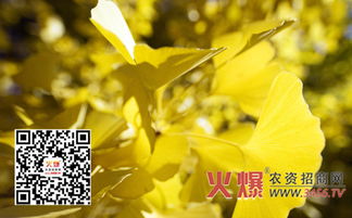 银杏树地的选择和准备