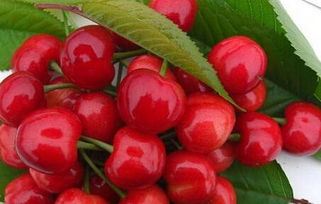 揭秘樱桃酸变甜的秘诀：放置两天