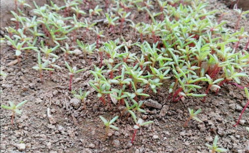 播种时间要把握