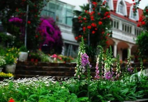 中国植物的奥秘