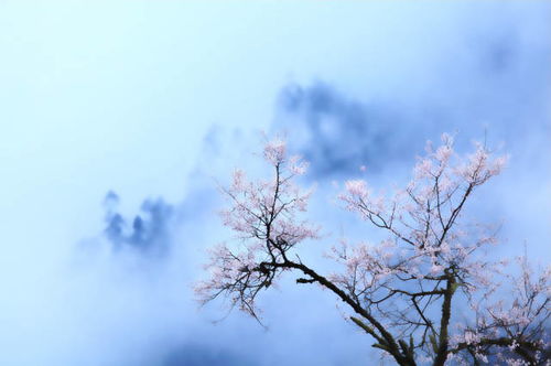 桃花：爱情、美丽，寓意美满，桃花源记传颂千古