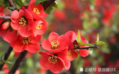 虎刺海棠花期施什么肥？促进花量增加吗