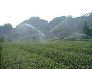 浏阳茶油种植基地：溆浦茶油，品质保证，联系方式速查！
