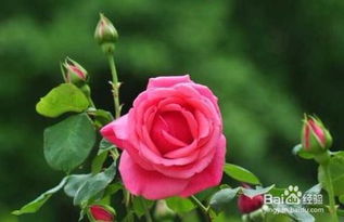 缺少光照， 叶子黄得像在躲猫猫