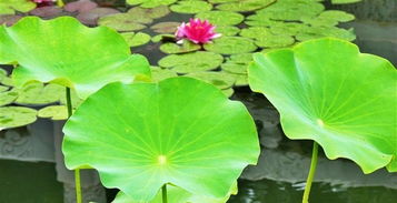 睡莲的秘密：白天与夜晚的舞蹈