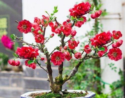 春季，海棠花开的时节