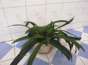 朱顶红养护技巧中，如何根据不同生长阶段调整浇水频率