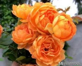 蜂蜜焦糖月季的耐热性：炎炎夏日也Neng绽放