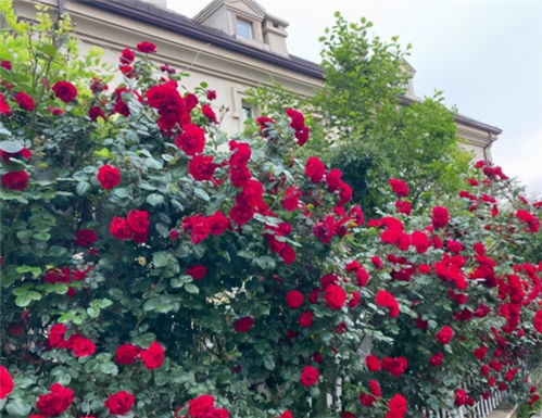 月季嫁接， 选择合适的砧木是关键