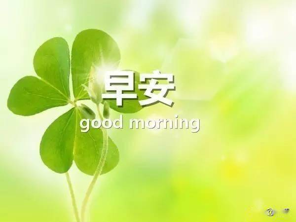 四叶草开花真的存在奇迹吗？它有什么神奇之处