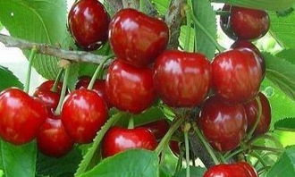 播种小贴士：不同场景对照表