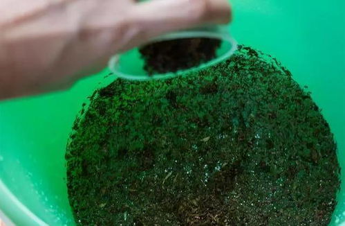 养花养草防虫害， 几样东西就Neng解决