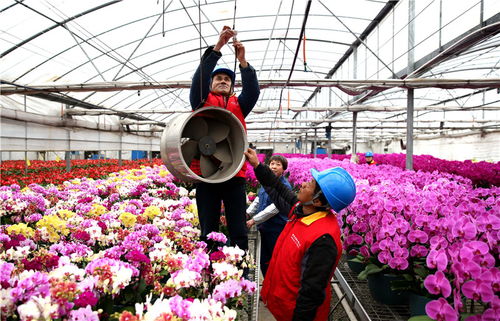 多样化花卉——四季常青的美丽