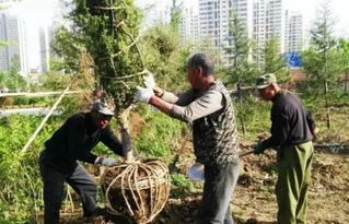 九月份园林养护工作要点