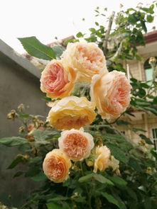 花中皇后：玛格丽特王妃月季的特点