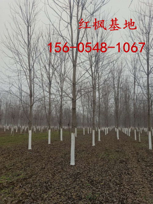 价格波动：市场供需影响香樟树的价格