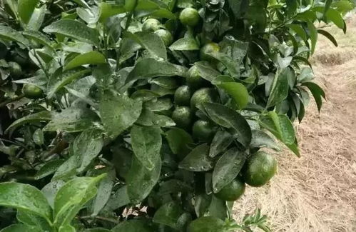 柑橘树促花，需掌握药物与技术