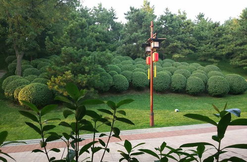 误区一：修剪口不平整， 甚至有撕裂伤现象