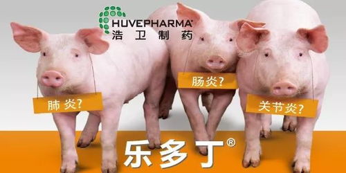 猪只热应激严重？赶紧按照这4步管理