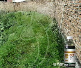 桃、 梨、李园的烦恼