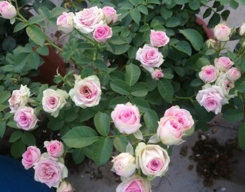 光照与水分的完美结合