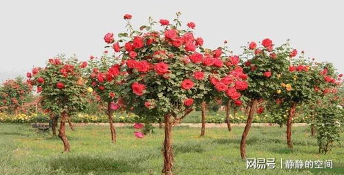 栽培树状月季的必备条件：环境、 苗木、品种、技术