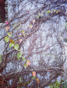 爬山虎：冬天的绿色战士