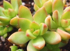 3. 北方花友照搬南方颗粒土，后来啊黄丽干成“梅干菜”。黄金配比：