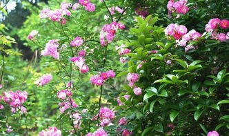 蔷薇花开的时光