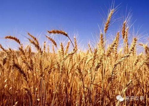 缺氮？水分不足？还是病虫害？