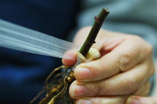 野生蔷薇能否作为砧木嫁接月季？