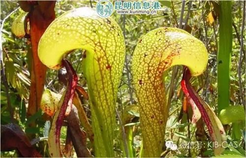 眼镜蛇瓶子草的栽培要点中，如何确保其生长过程中不会受到病虫害的侵扰