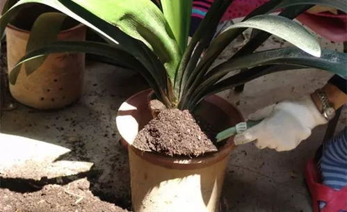 君子兰小苗底叶变薄变黄之谜：缺水还是土壤？