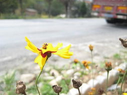 路边花为何晒不萎？