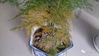 茶花叶子发黄，是土壤缺水吗