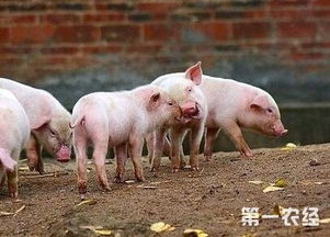 仔猪前期吃什么饲料比较好，能促进其健康成长呢？