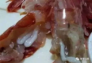 皮皮虾体内可能存在寄生虫，需谨慎食用