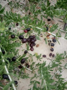 深山移植的野果,黑老虎,试种3年居然挂果了