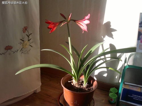 养花乐事，还是闹心事儿？