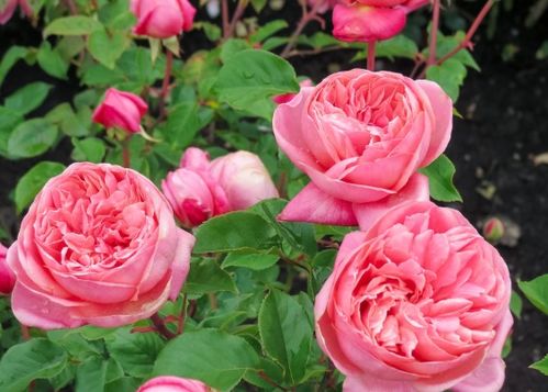 月季花的花期之谜