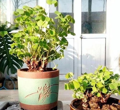 黄叶是啥情况？