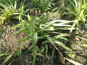 吉祥草的注意事项