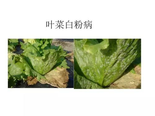 金弹子叶黑斑，病虫害速查！