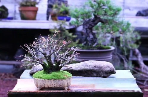 盆栽培养土，要选对