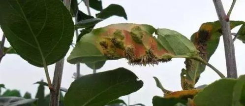 梨树锈病还会传染给其他果树